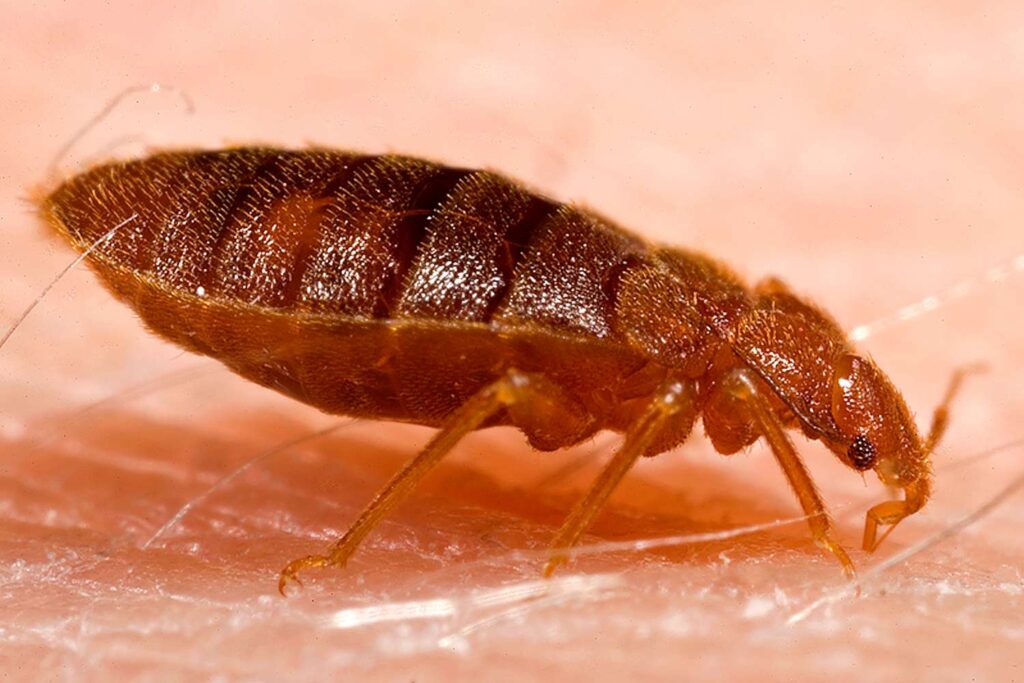 bed bug control